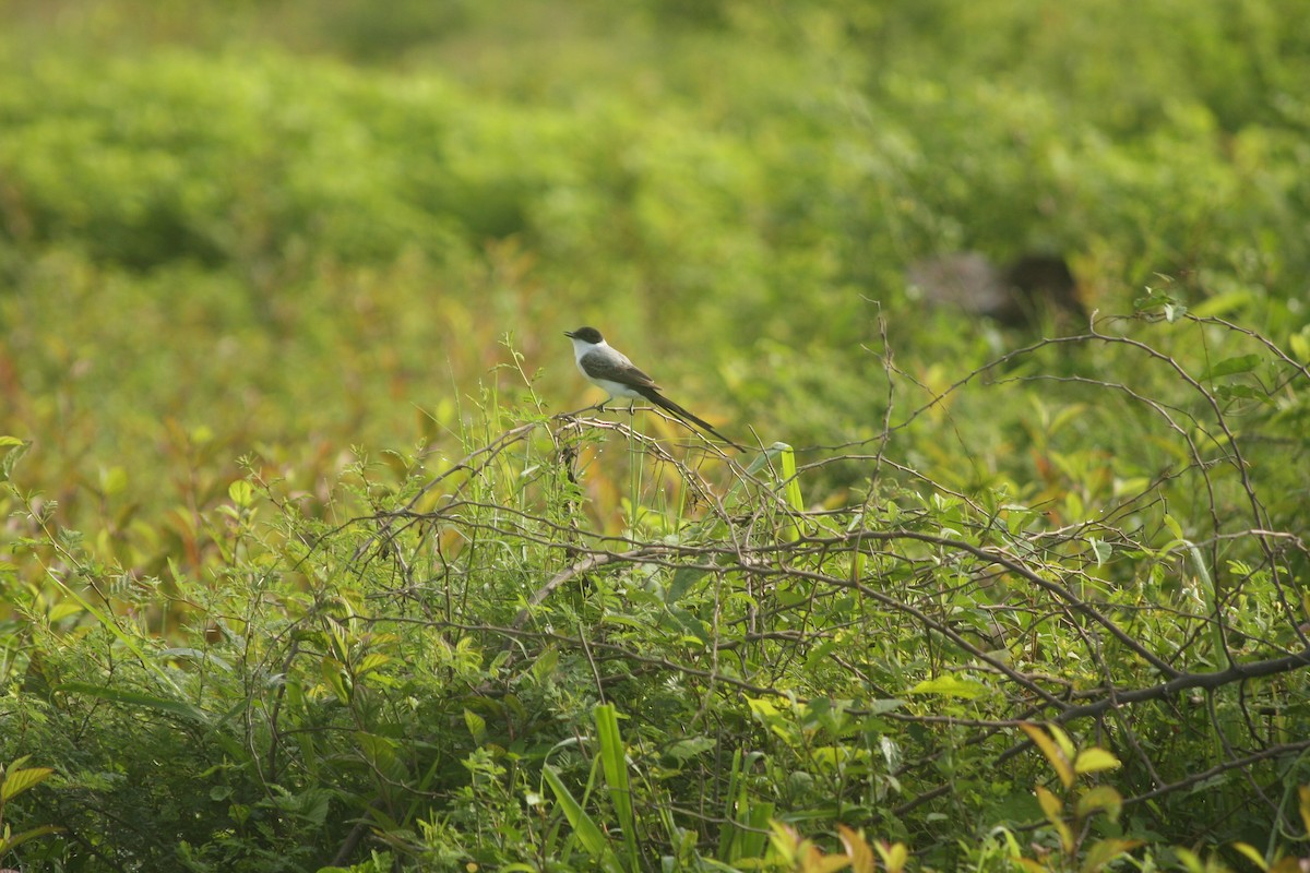 Fork-tailed Flycatcher - ML593620541