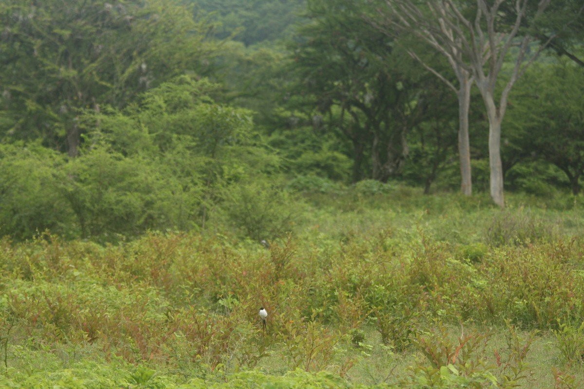 Fork-tailed Flycatcher - ML593620591