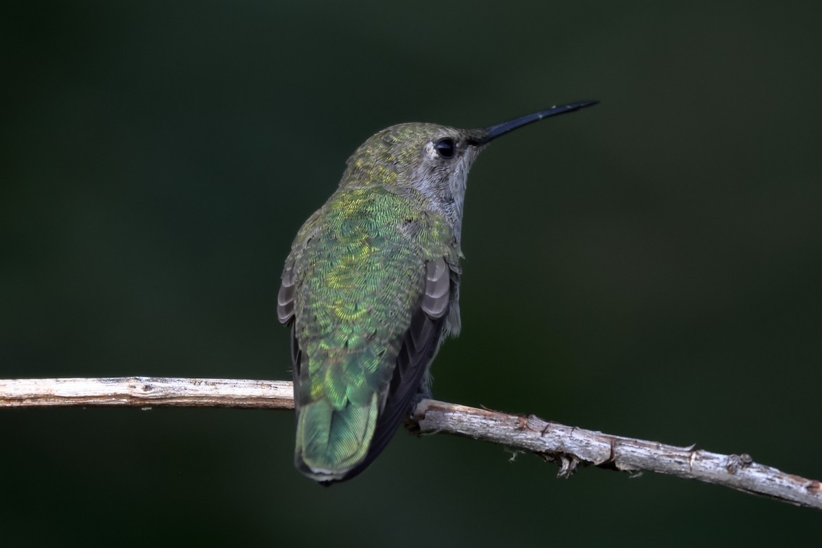 Anna's Hummingbird - ML593620851