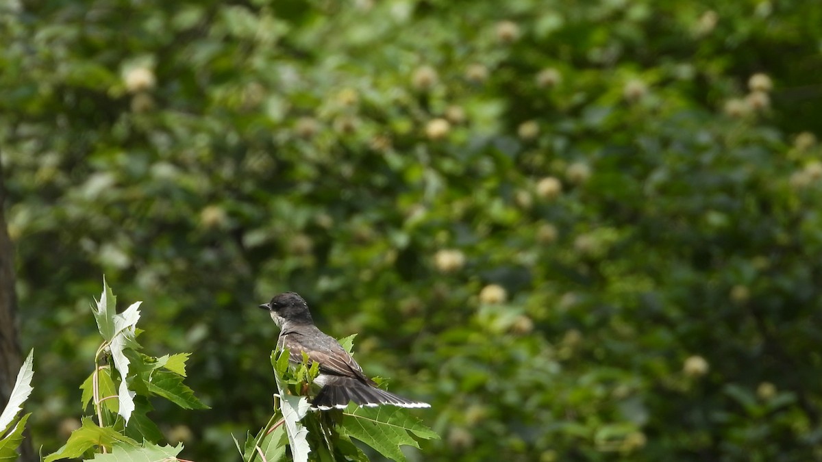 Eastern Kingbird - Denis Provencher COHL