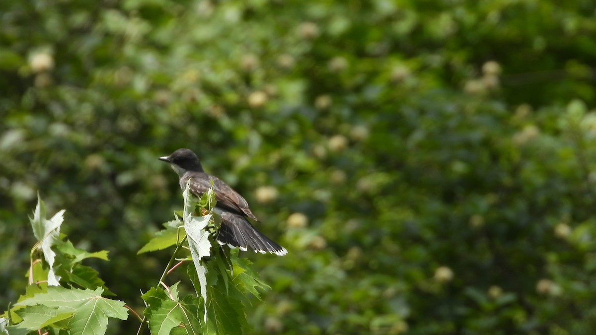 Eastern Kingbird - Denis Provencher COHL