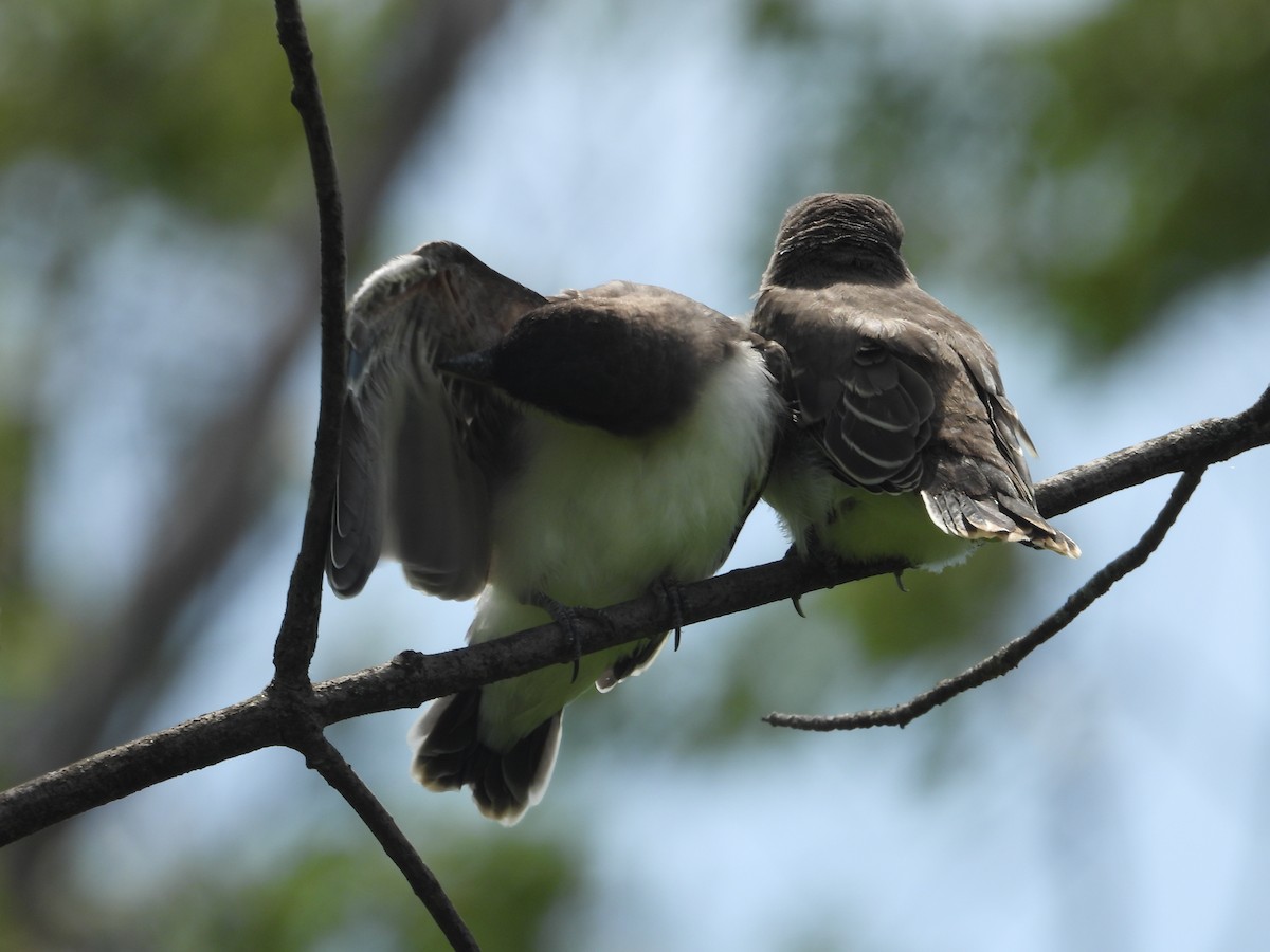 Eastern Kingbird - Denis Provencher COHL