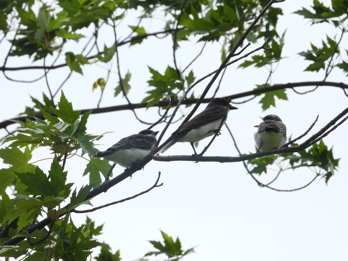 Eastern Kingbird - ML593621171