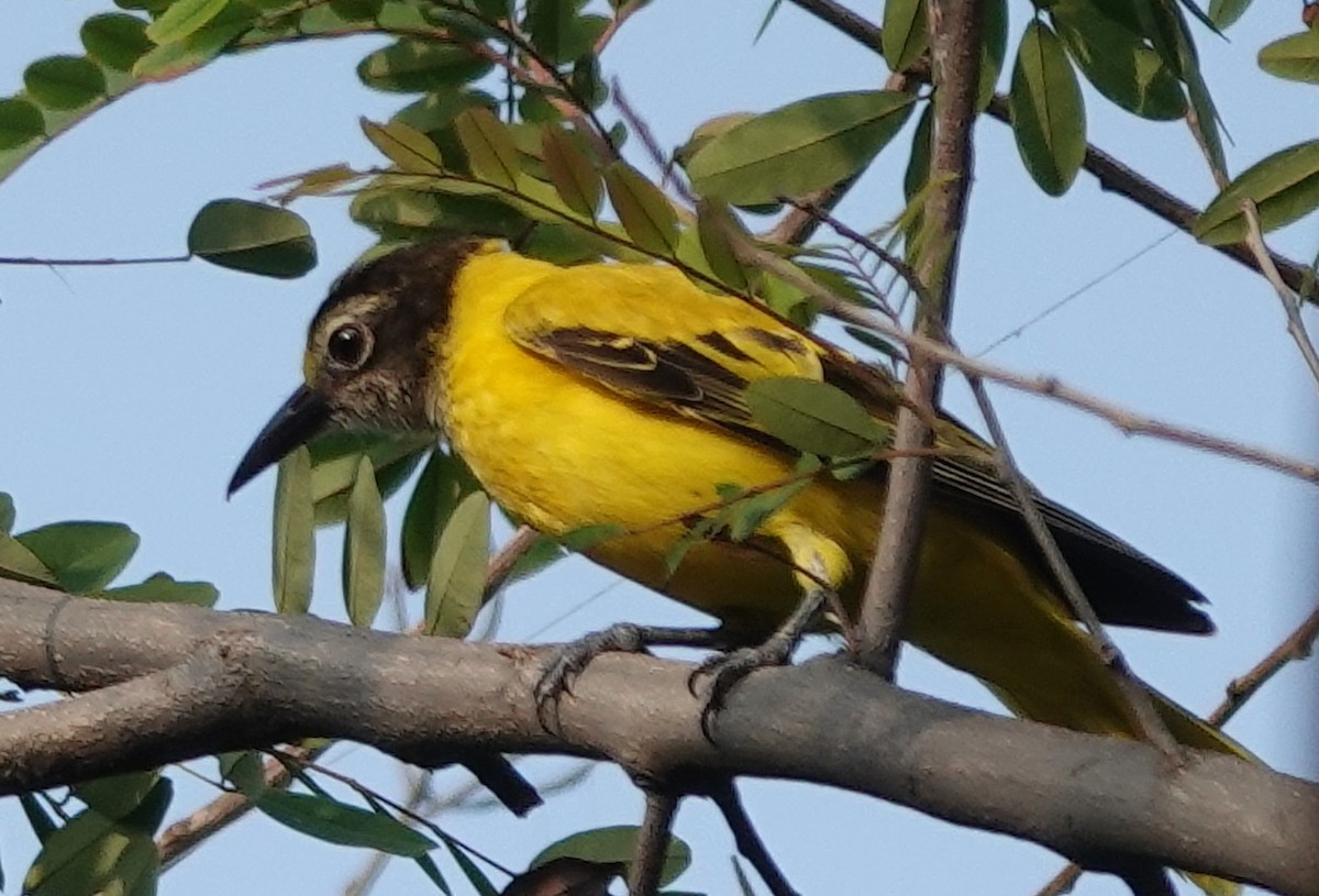 Black-hooded Oriole - ML593621251