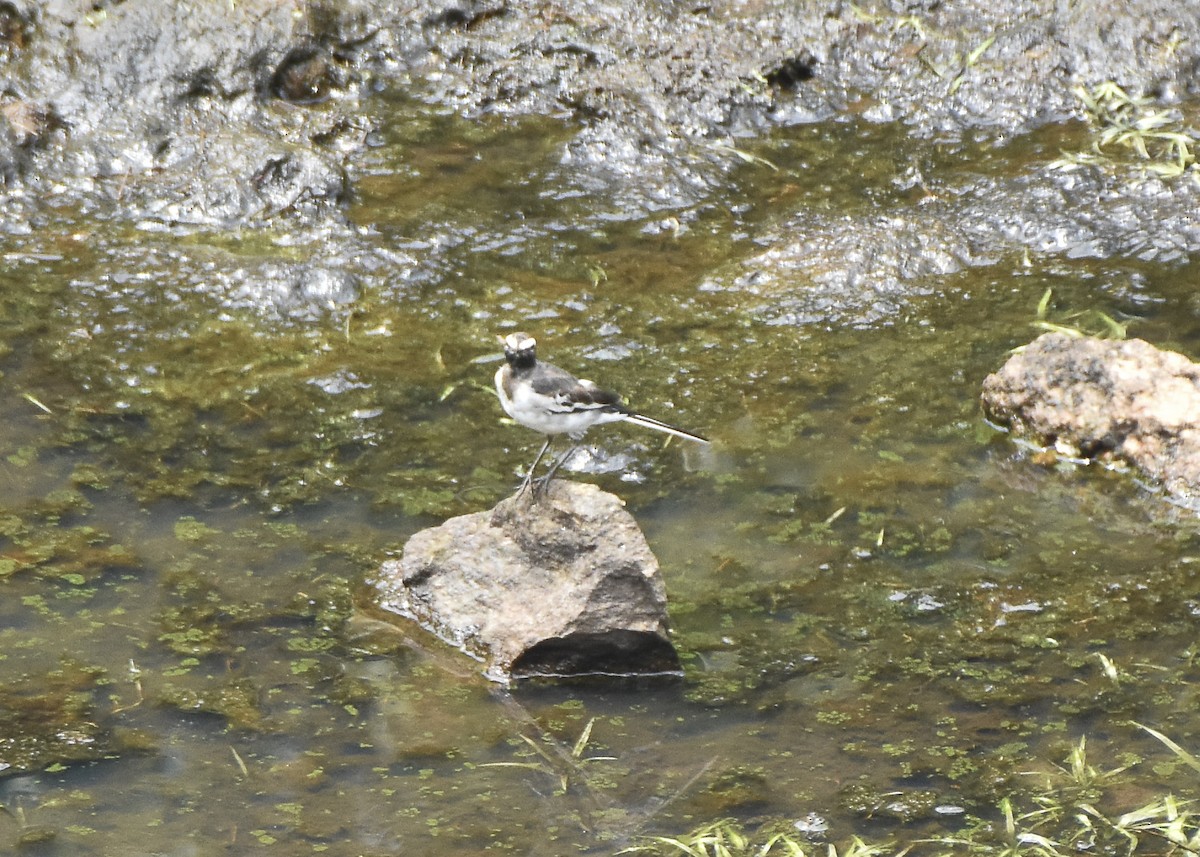 White-browed Wagtail - Sabarish  D