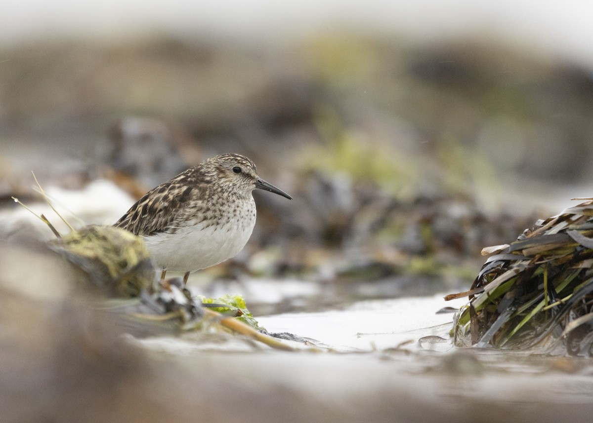 Least Sandpiper - ML593623971