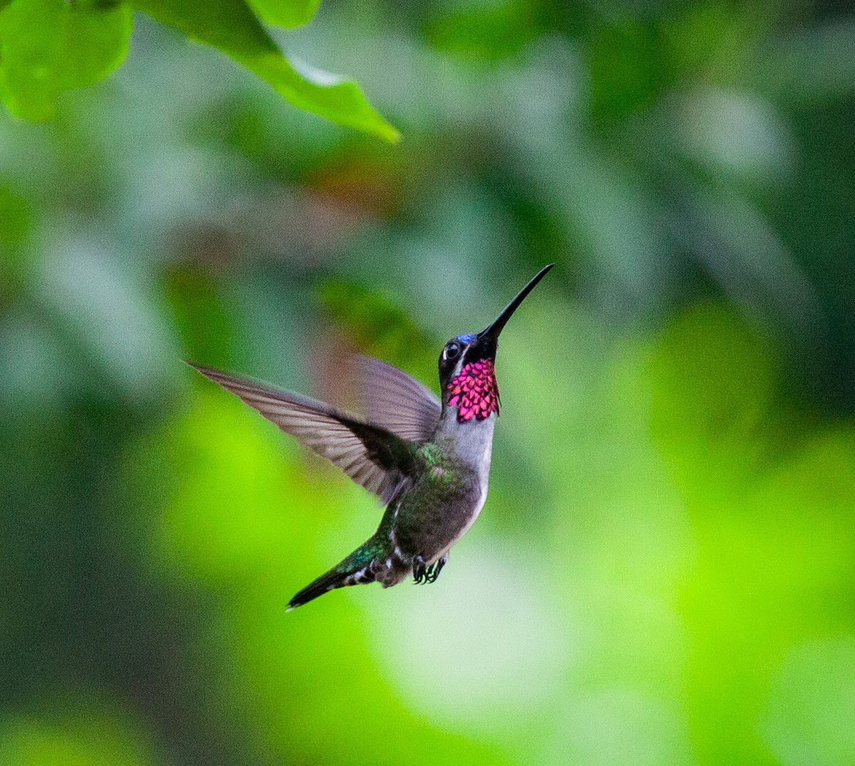 Long-billed Starthroat - ML593624631