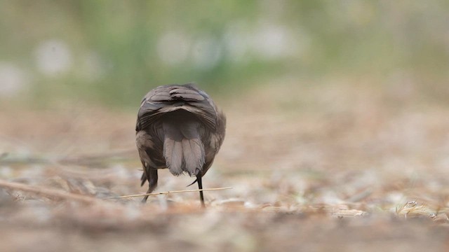 Great-tailed Grackle - ML593624921