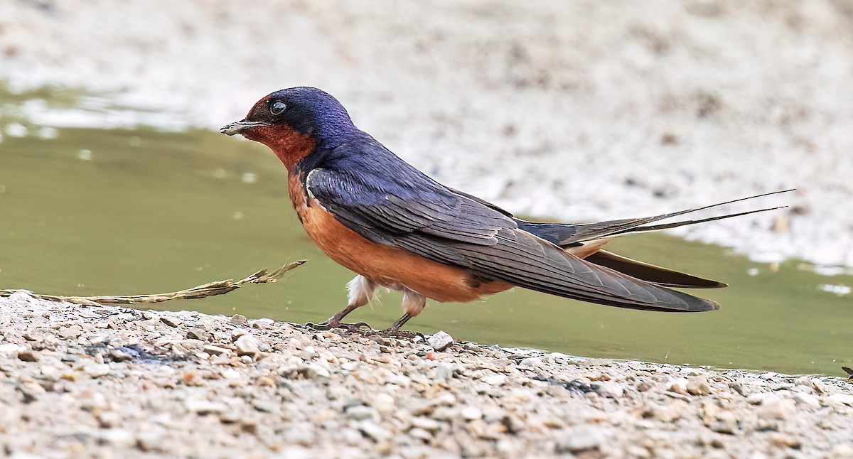 Barn Swallow - ML593625101