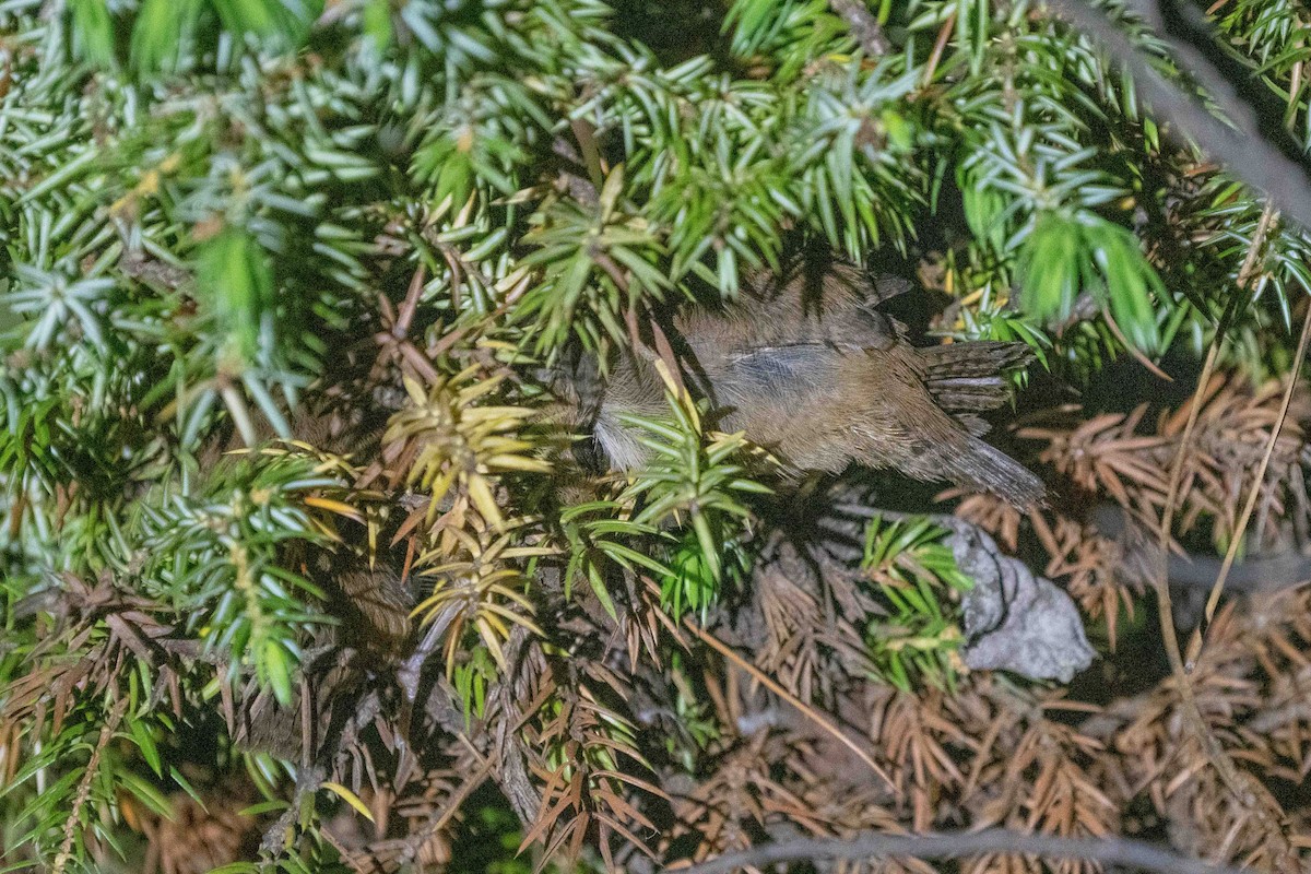 Northern House Wren - ML593625201