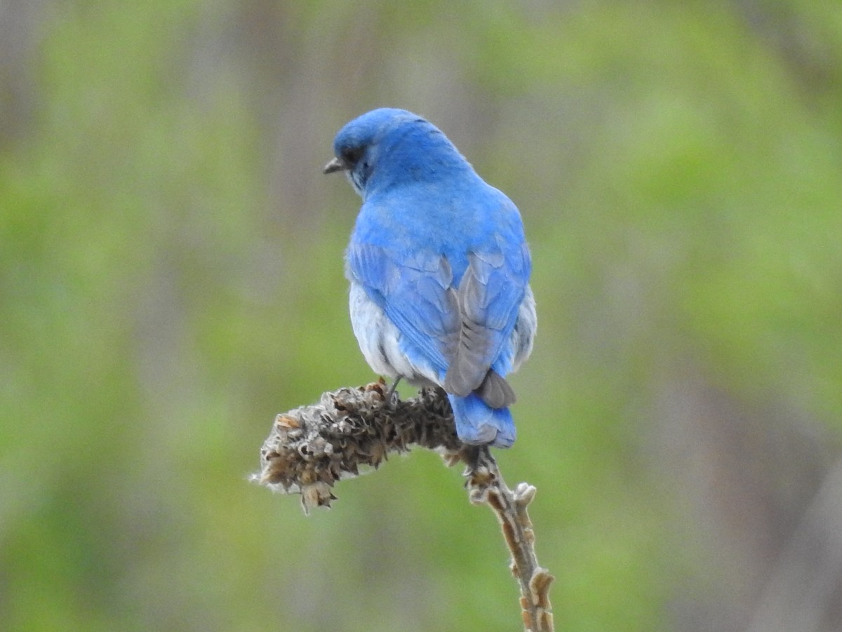 Mountain Bluebird - Shane Sater