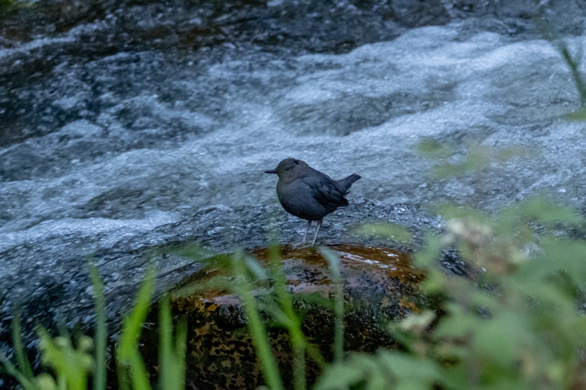 American Dipper - ML593625571
