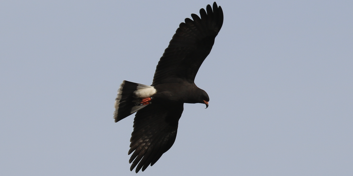 Snail Kite - ML593626681