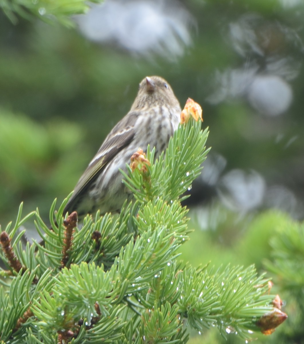 Pine Siskin - Vivian Fung