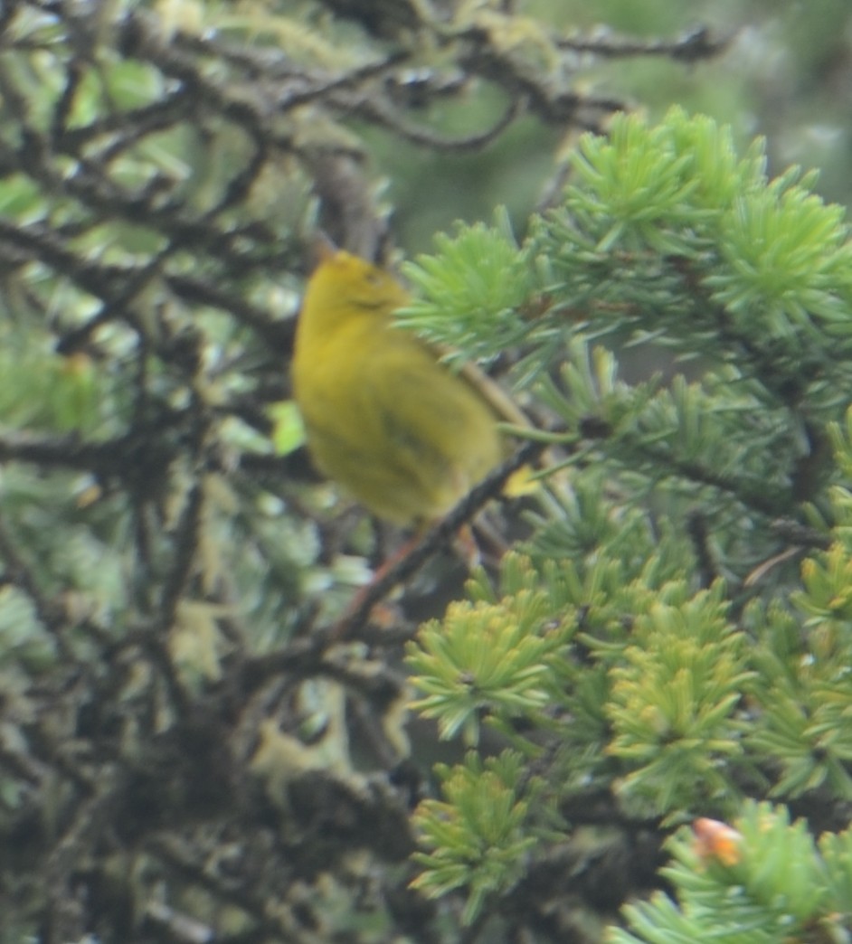 Yellow Warbler - Vivian Fung