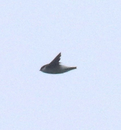 Siberian/Asian House-Martin - ML59362831