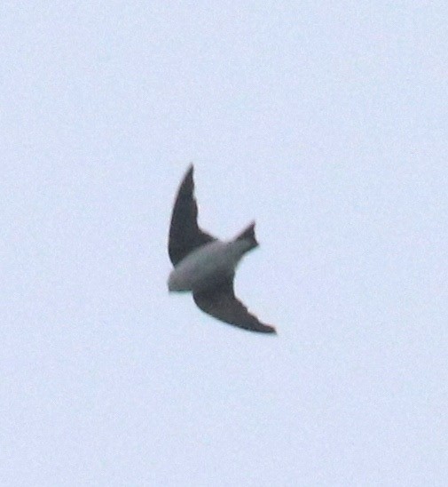 Siberian/Asian House-Martin - ML59362841