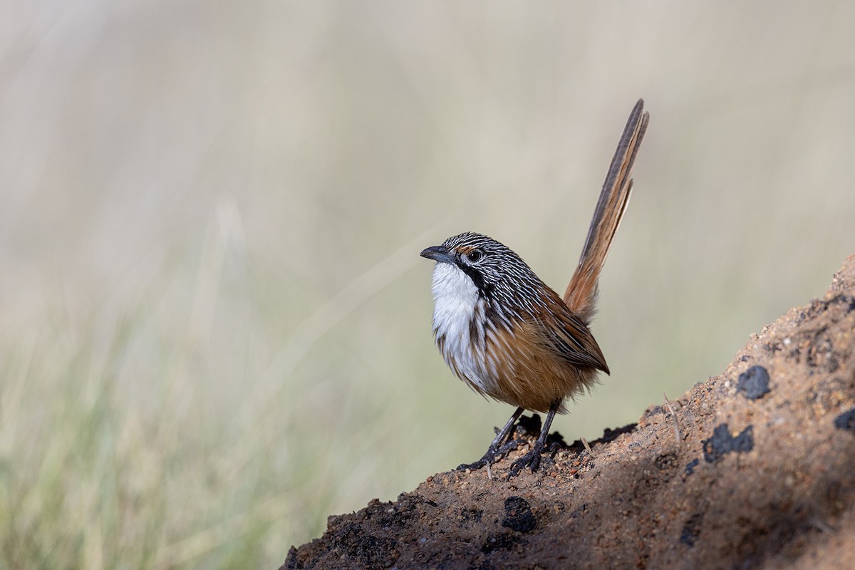 Carpentarian Grasswren - Laurie Ross | Tracks Birding & Photography Tours