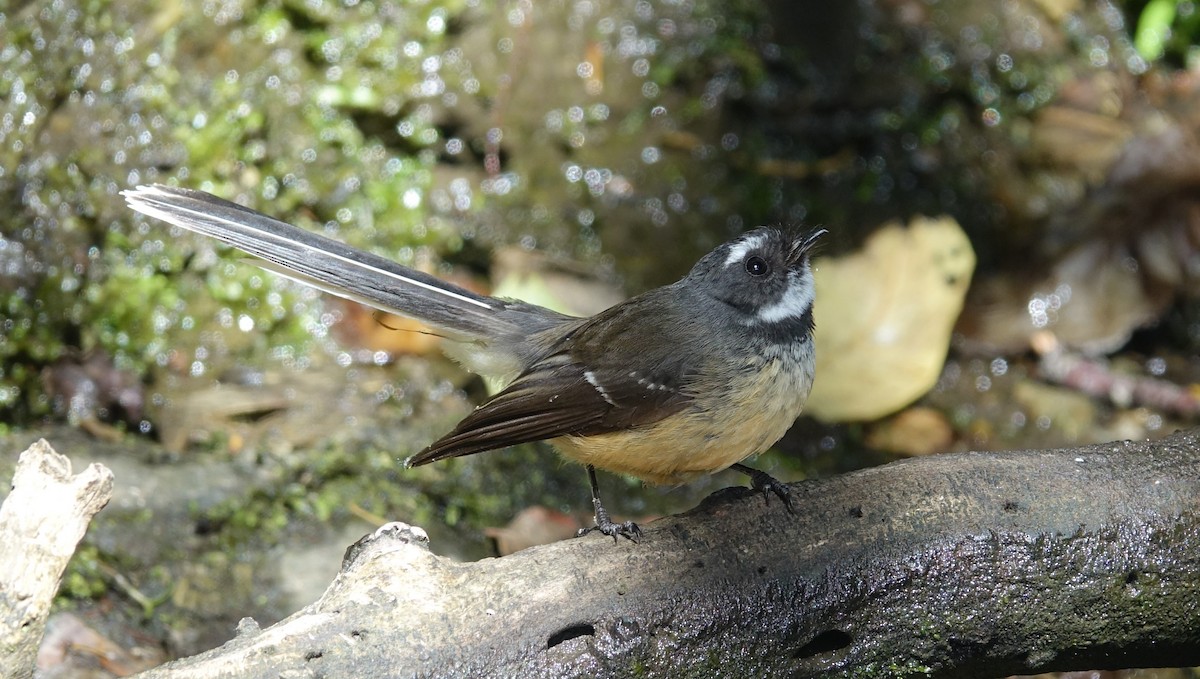 New Zealand Fantail - Bert Wessling