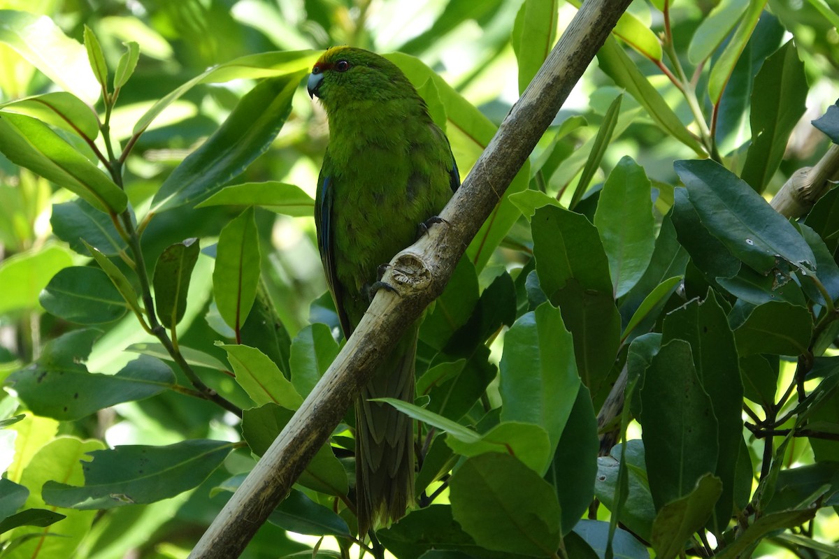 Yellow-crowned Parakeet - ML593631751