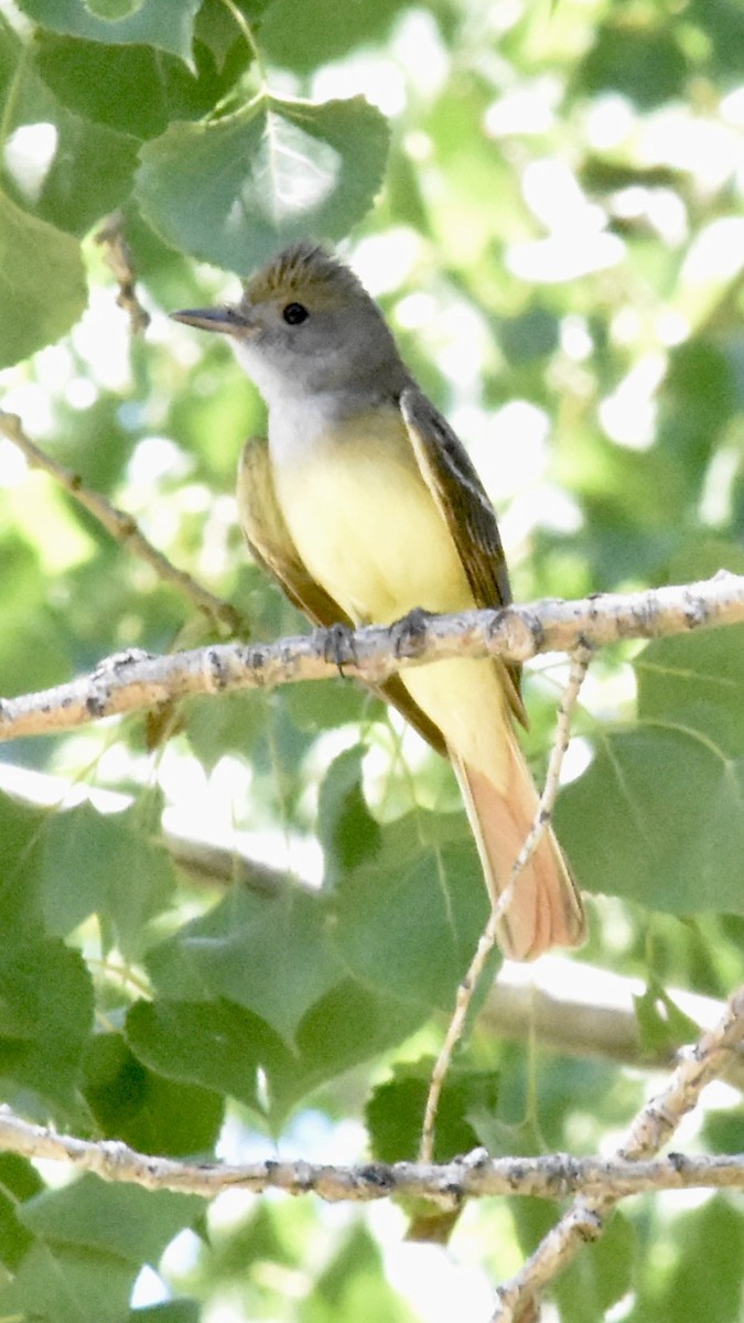 Great Crested Flycatcher - Alicia Arnold 🦩