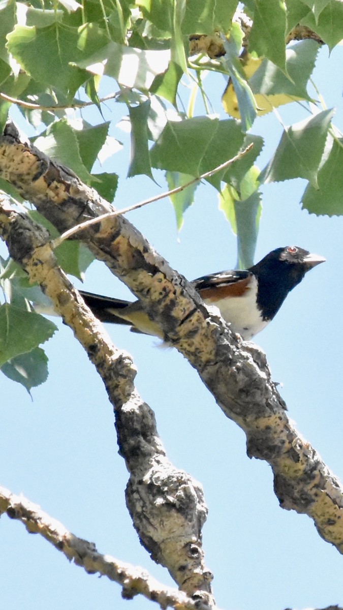 Spotted Towhee - ML593632091