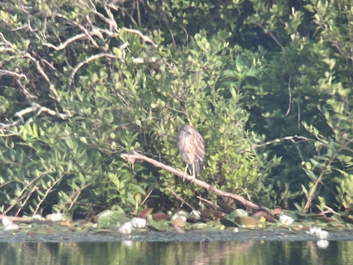 Black-crowned Night Heron - ML593632961