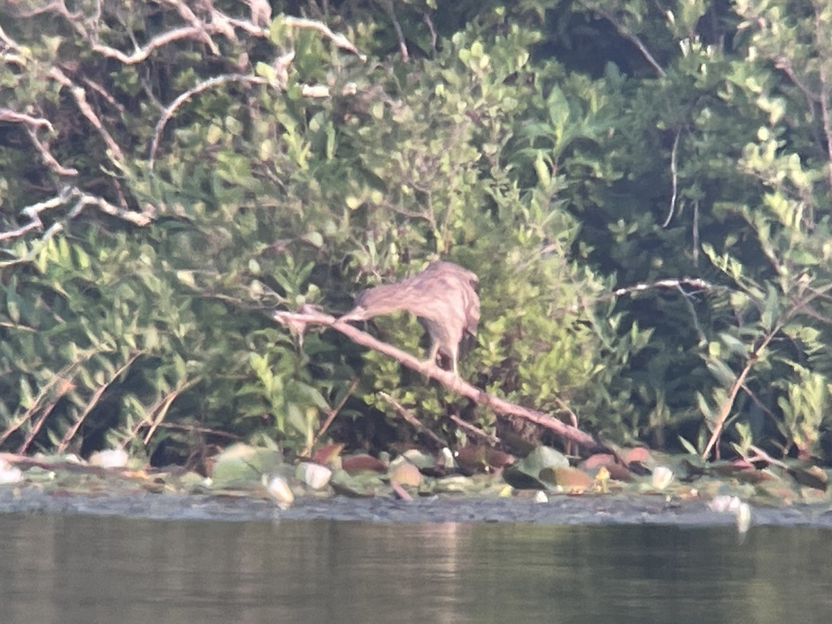 Black-crowned Night Heron - ML593632981