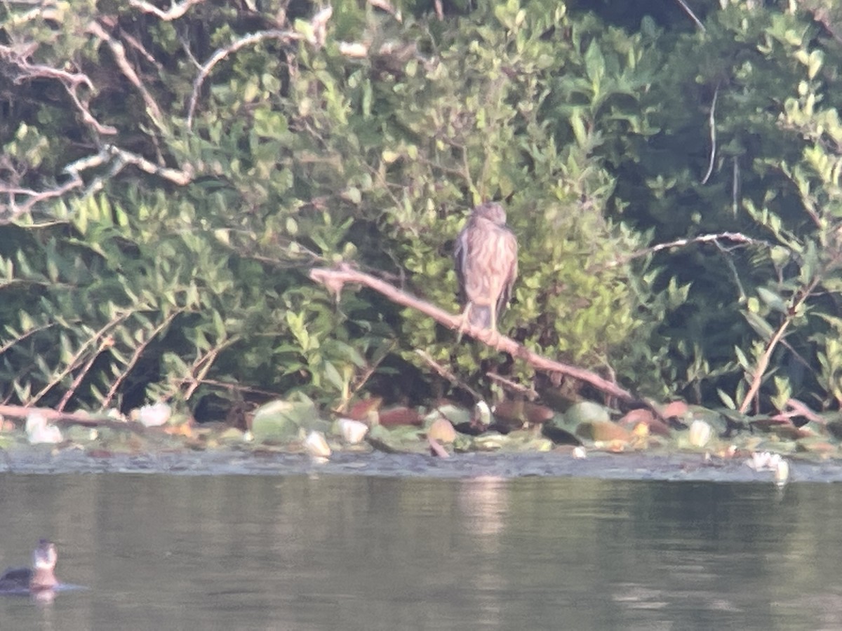 Black-crowned Night Heron - ML593633041