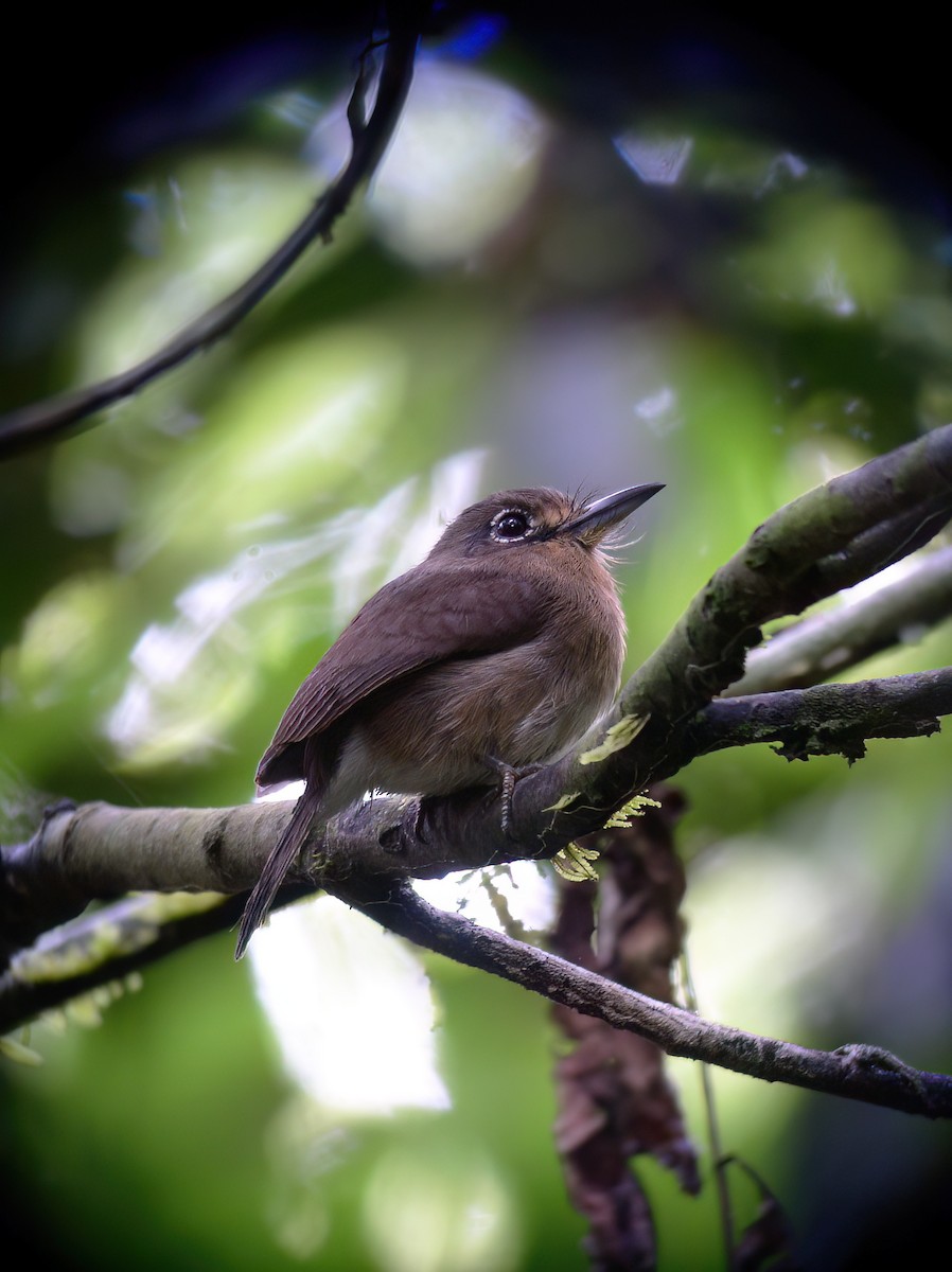 Rusty-breasted Nunlet - ML593633241