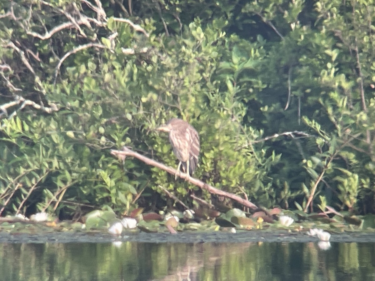 Black-crowned Night Heron - ML593633551