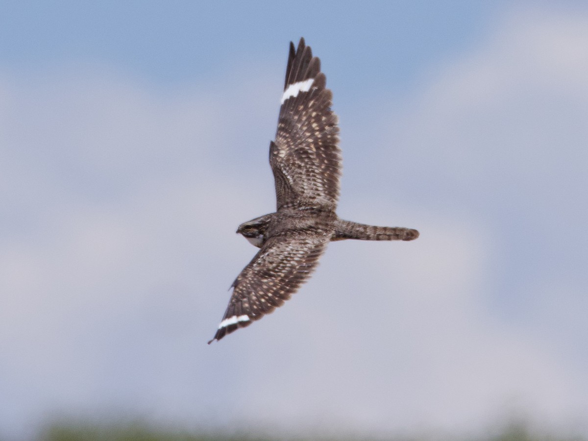 Lesser Nighthawk - Sochetra Ly