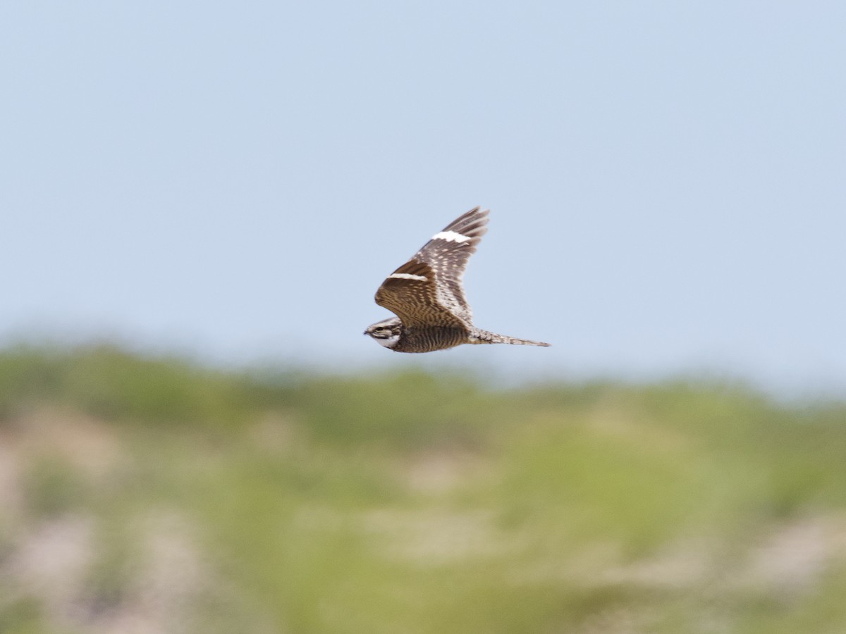 Lesser Nighthawk - Sochetra Ly