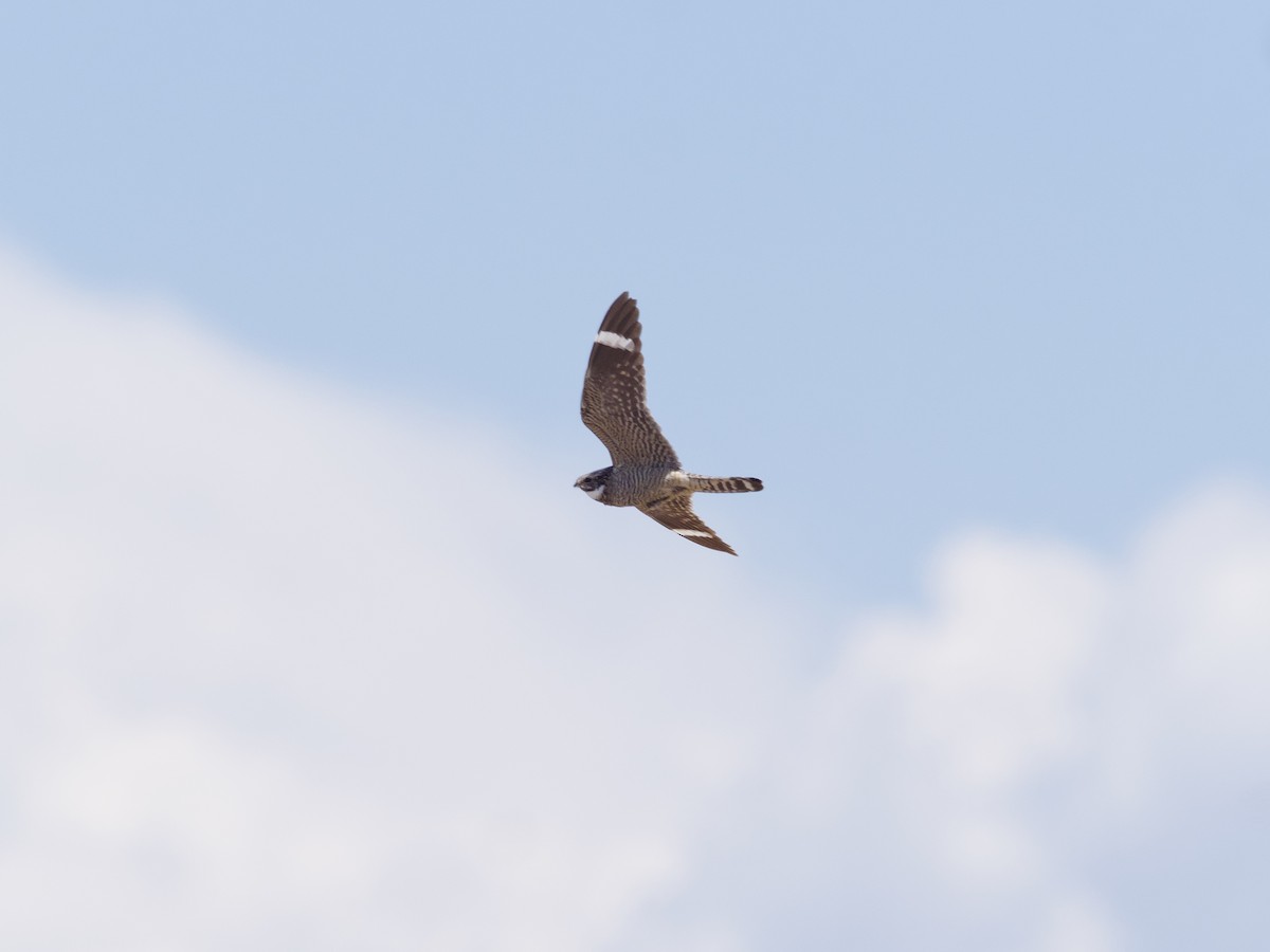 Lesser Nighthawk - Sochetra Ly