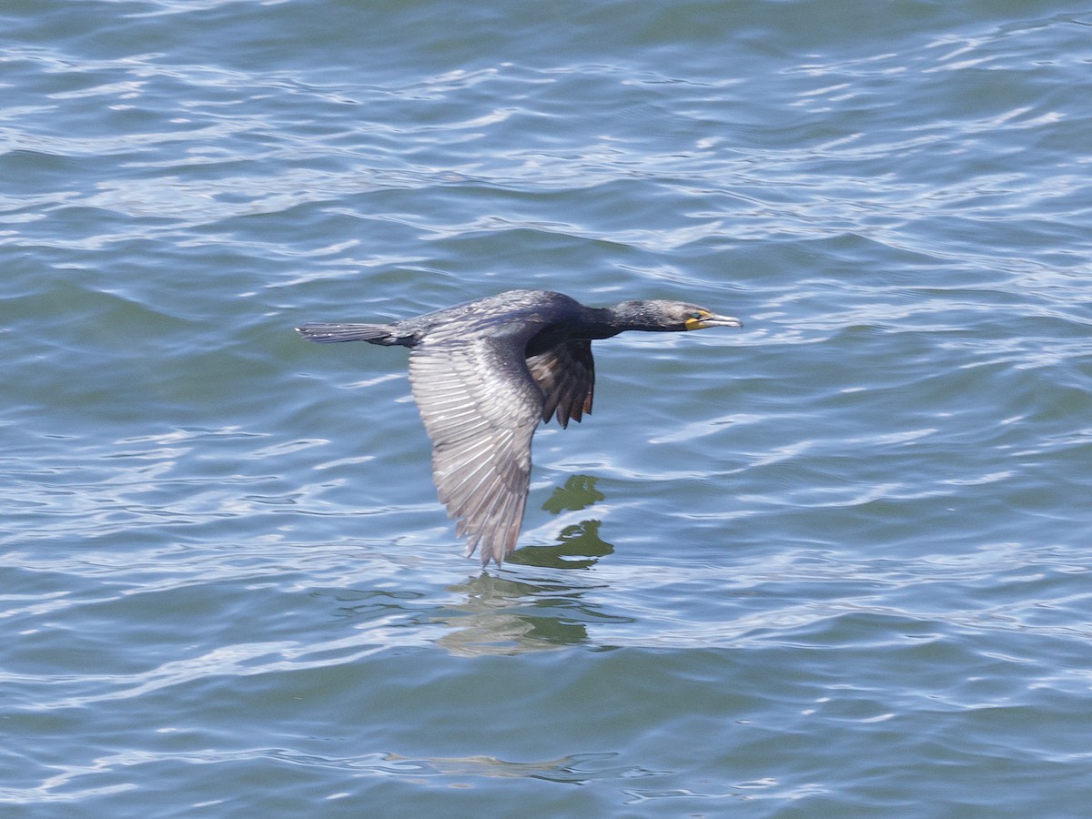 Cormoran à aigrettes - ML593634321