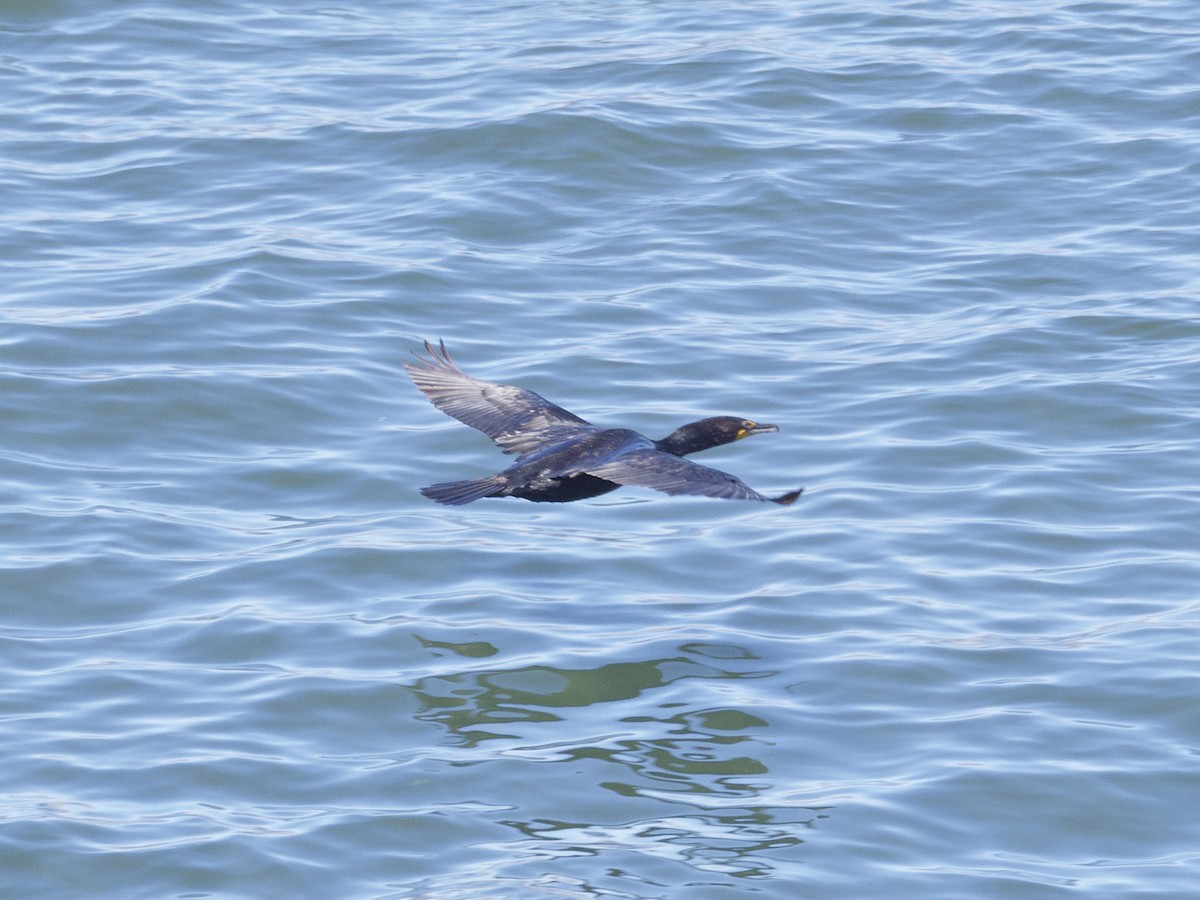 Double-crested Cormorant - Sochetra Ly