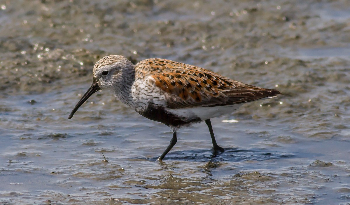 Dunlin - ML59363521