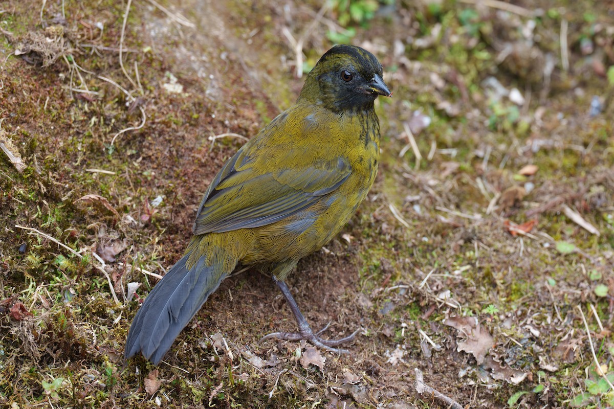 Large-footed Finch - ML593635241