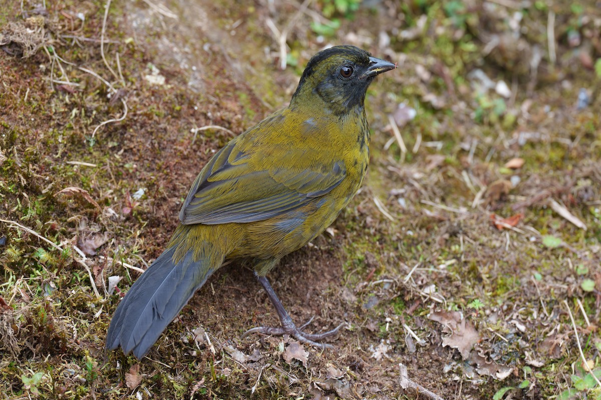 Large-footed Finch - ML593635341