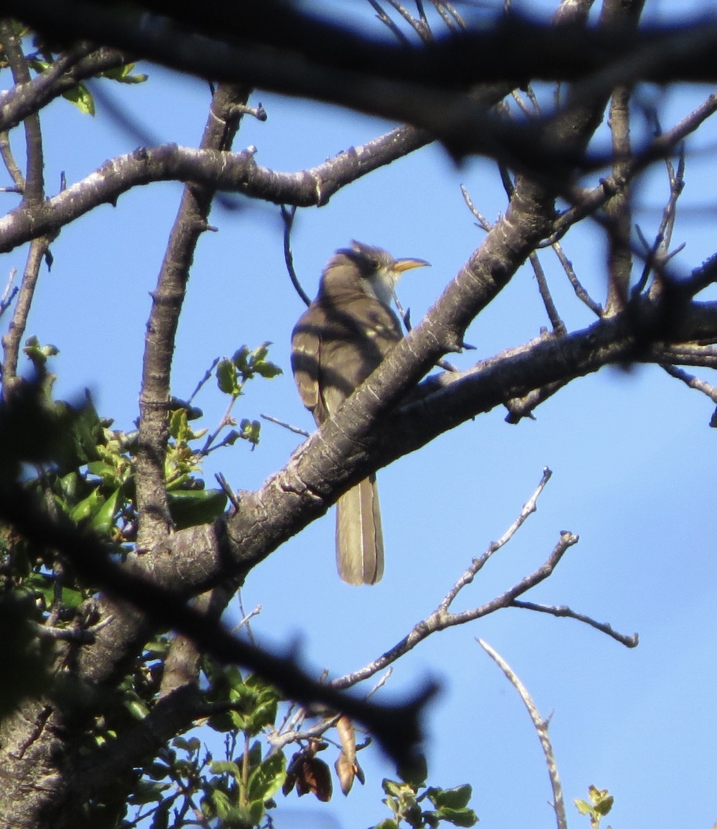 Yellow-billed Cuckoo - ML593635791