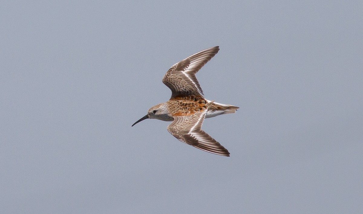 Dunlin - Nick Pulcinella