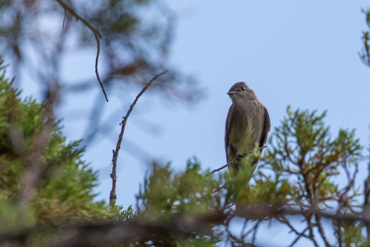 Western Wood-Pewee - Roger Kohn