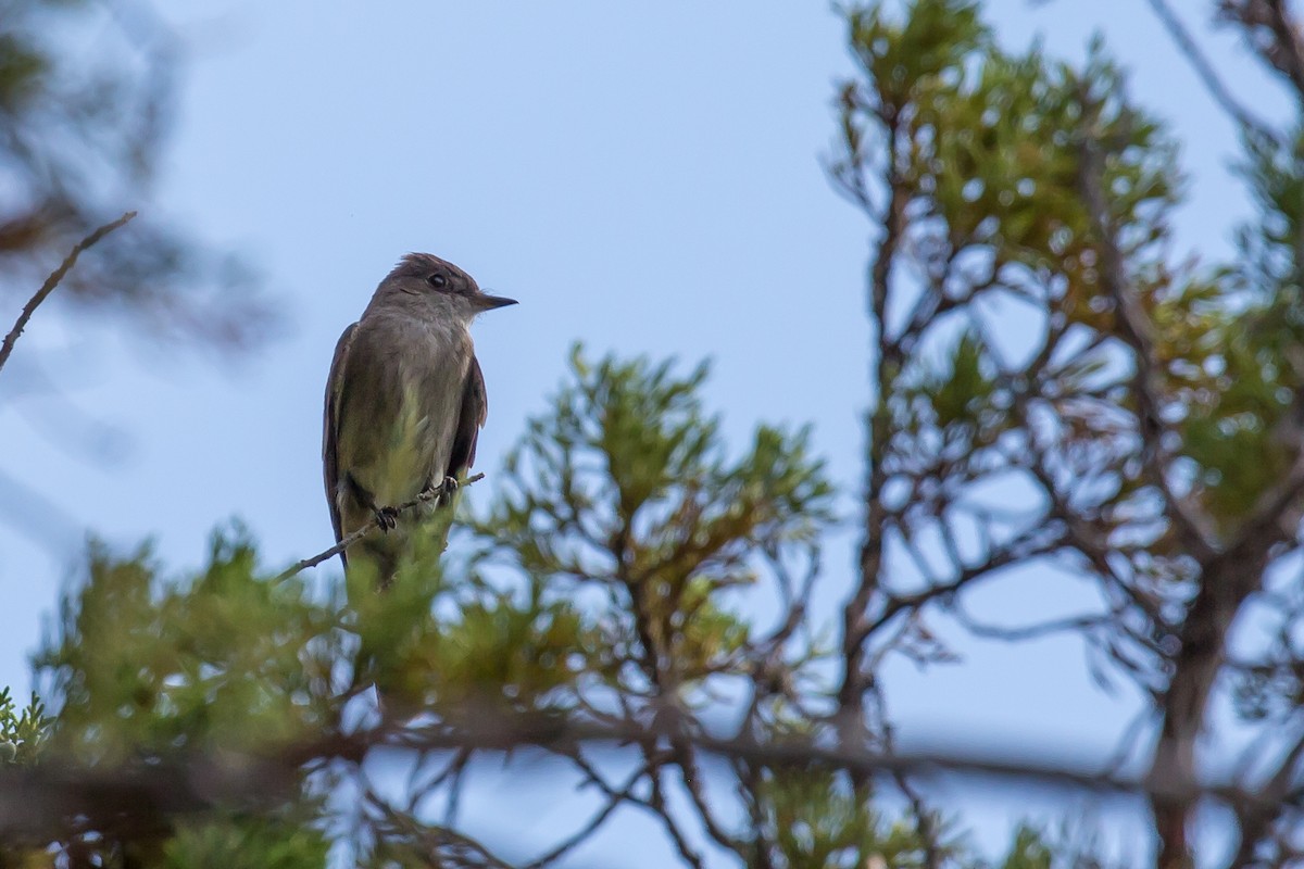 Western Wood-Pewee - ML593636231