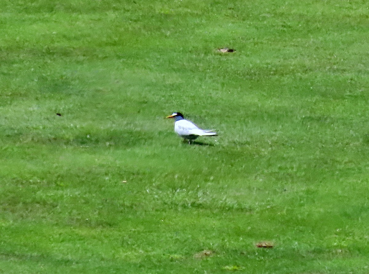 Least Tern - ML593636291