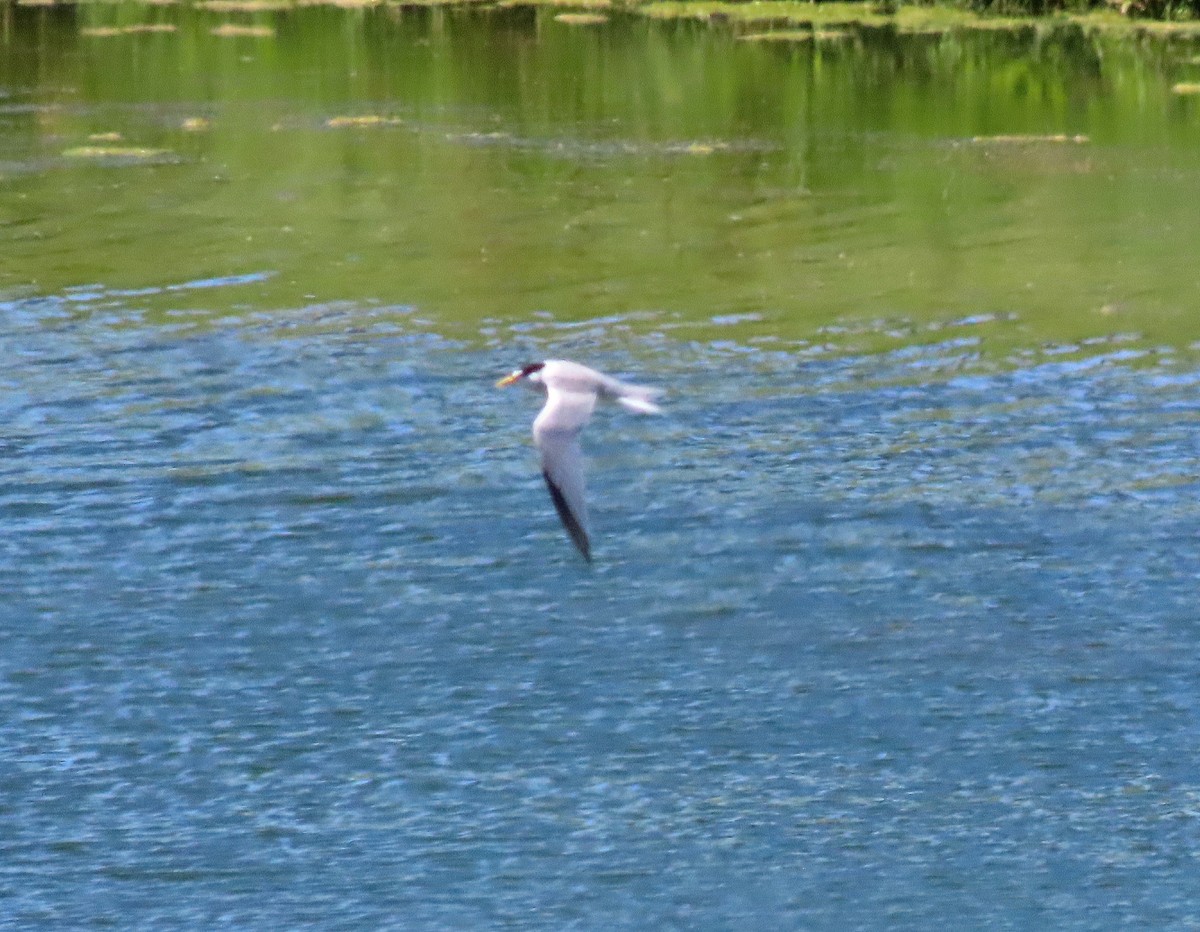 Least Tern - ML593636451