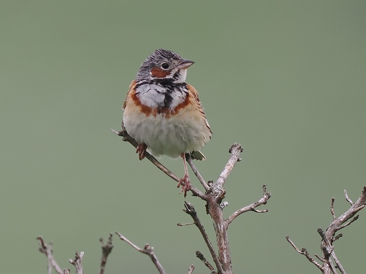 Chestnut-eared Bunting - ML593637071