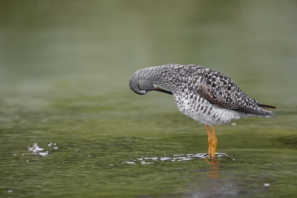 Greater Yellowlegs - ML593637791