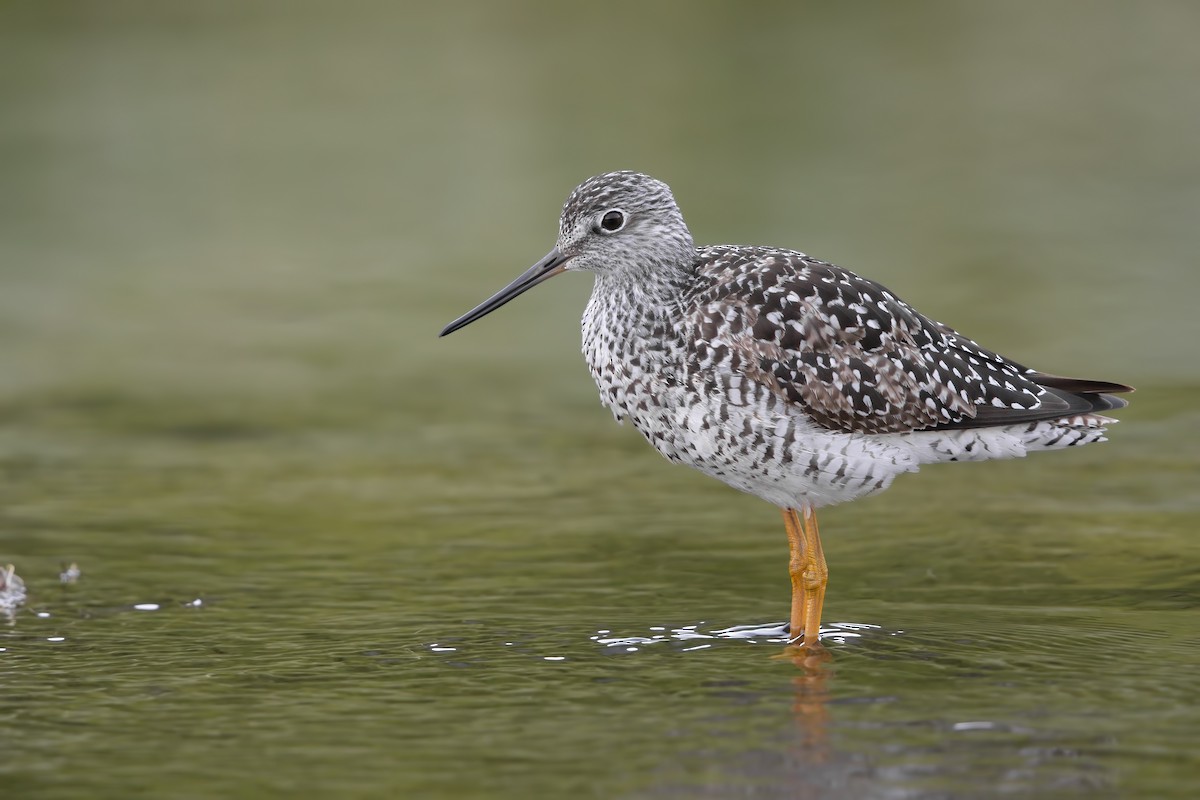 Greater Yellowlegs - ML593637801