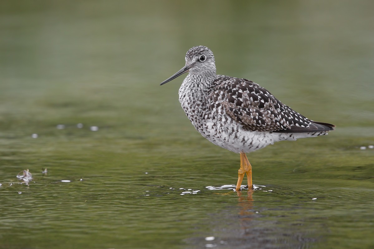 Greater Yellowlegs - ML593637811