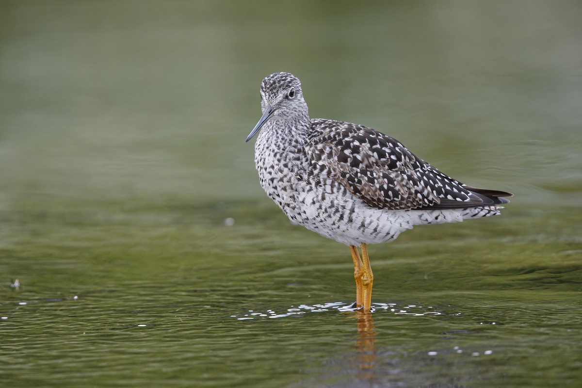 Greater Yellowlegs - ML593637821